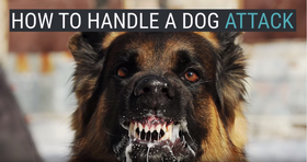 What to Do If You're Attacked By a Dog, According to a Former Navy SEAL