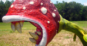 Which Plants Are Edible In A Survival Situation?
